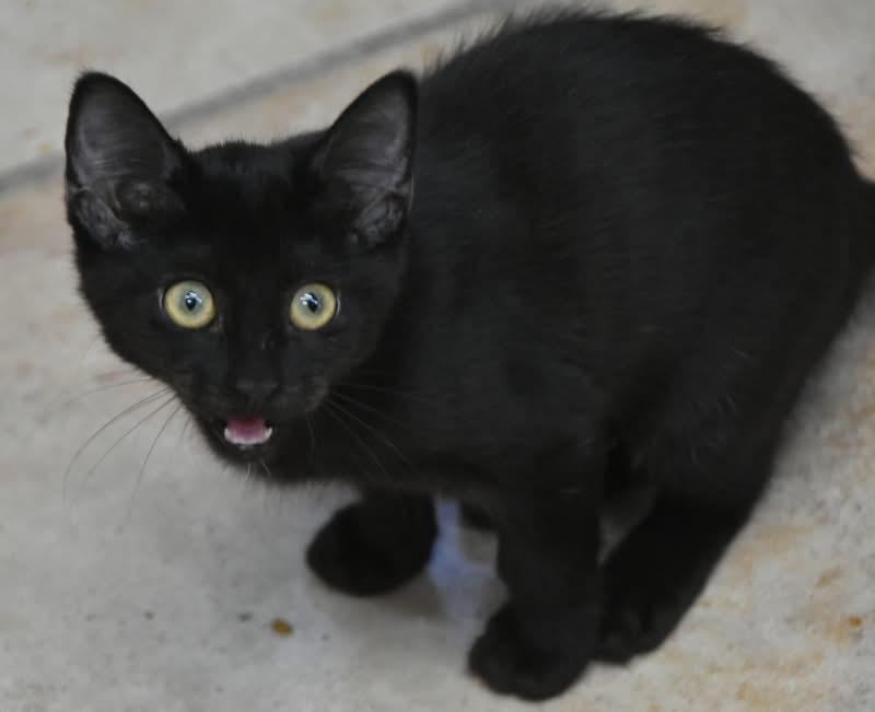 Pixiedust (Mel-fostered in New England)