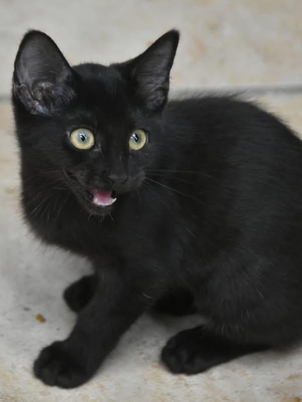 Pixiedust (Mel-fostered in New England)