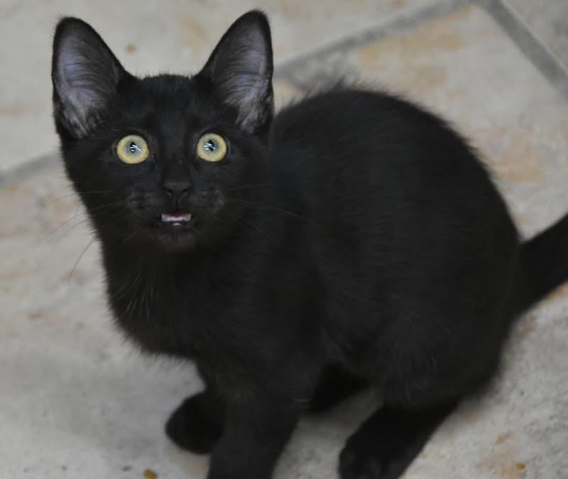 Pixiedust (Mel-fostered in New England)