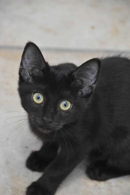 Pixiedust (Mel-fostered in New England)