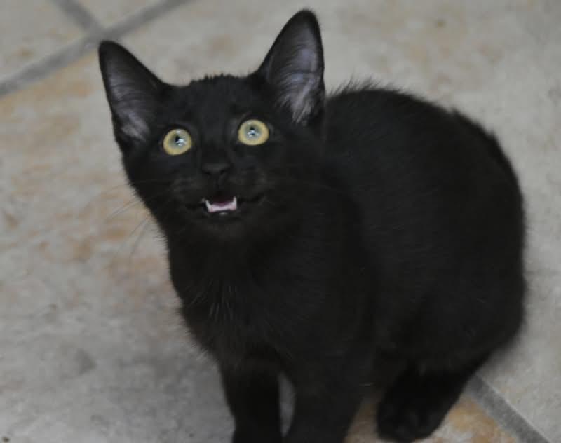 Pixiedust (Mel-fostered in New England)