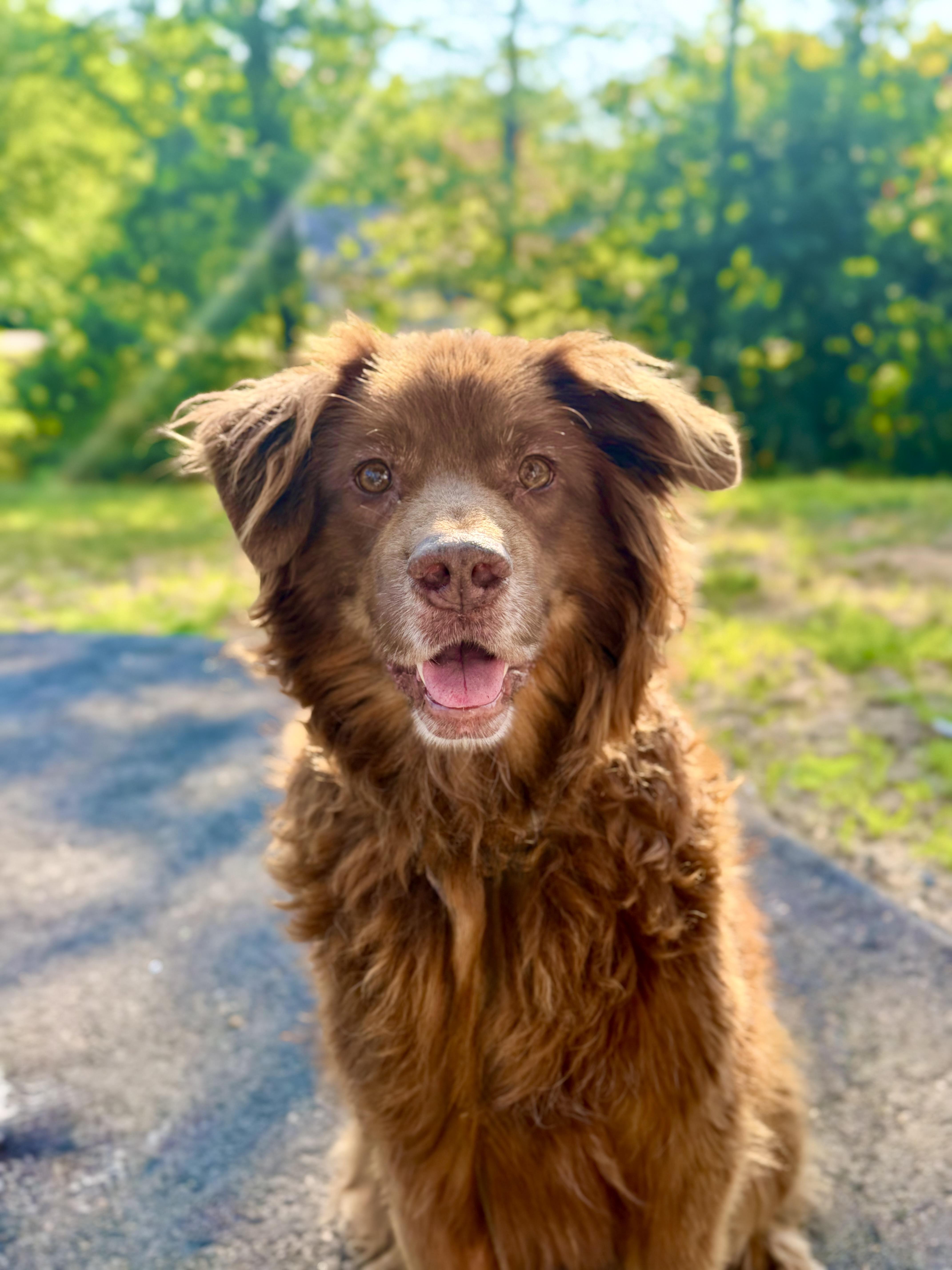 AUTUMN, ADOPTABLE, Senior Female Chesapeake Bay Retriever & Golden Retriever.