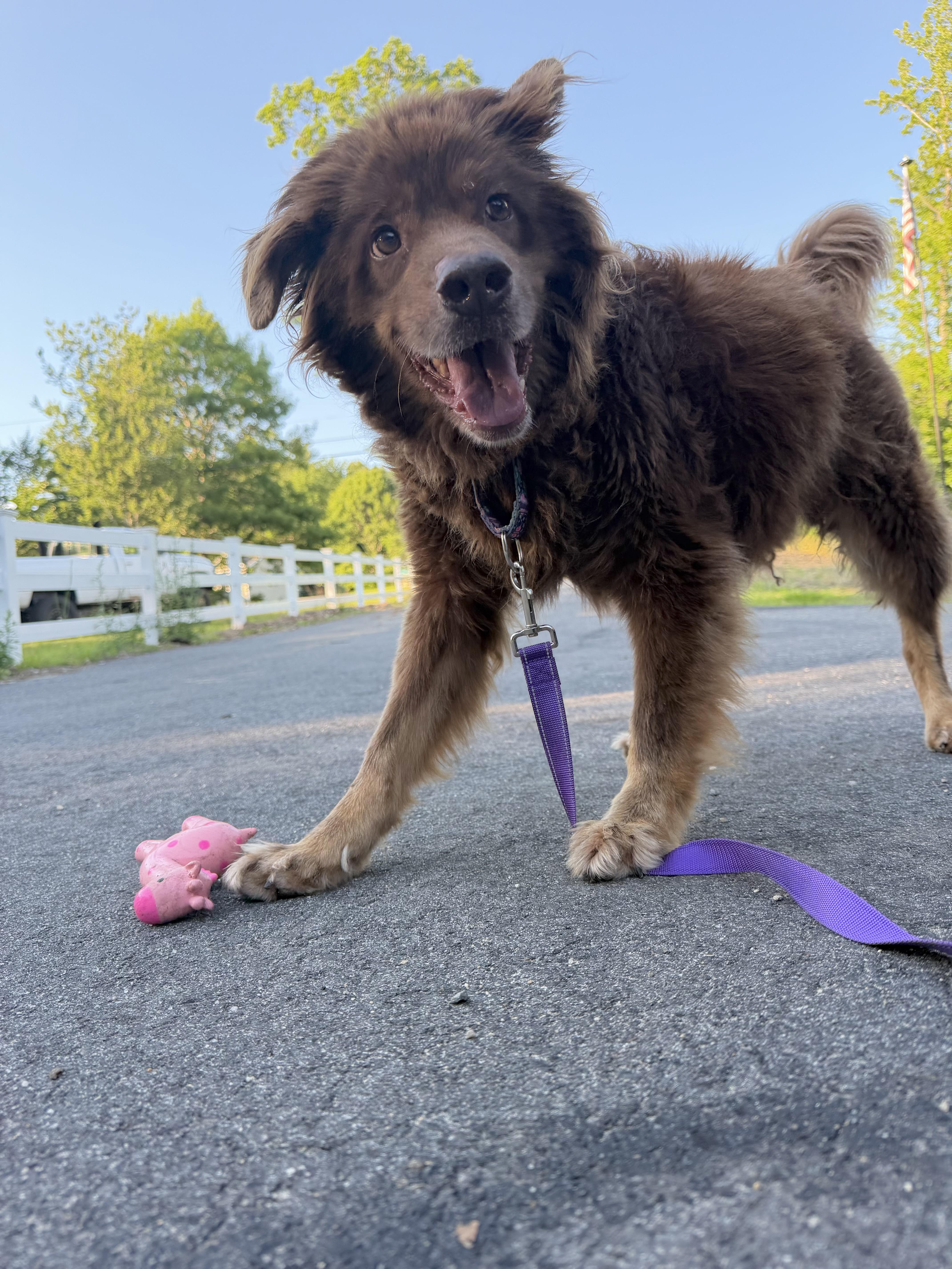Enlarge AUTUMN, a ADOPTABLE mixed breed in Kennebunk , ME image 4/6