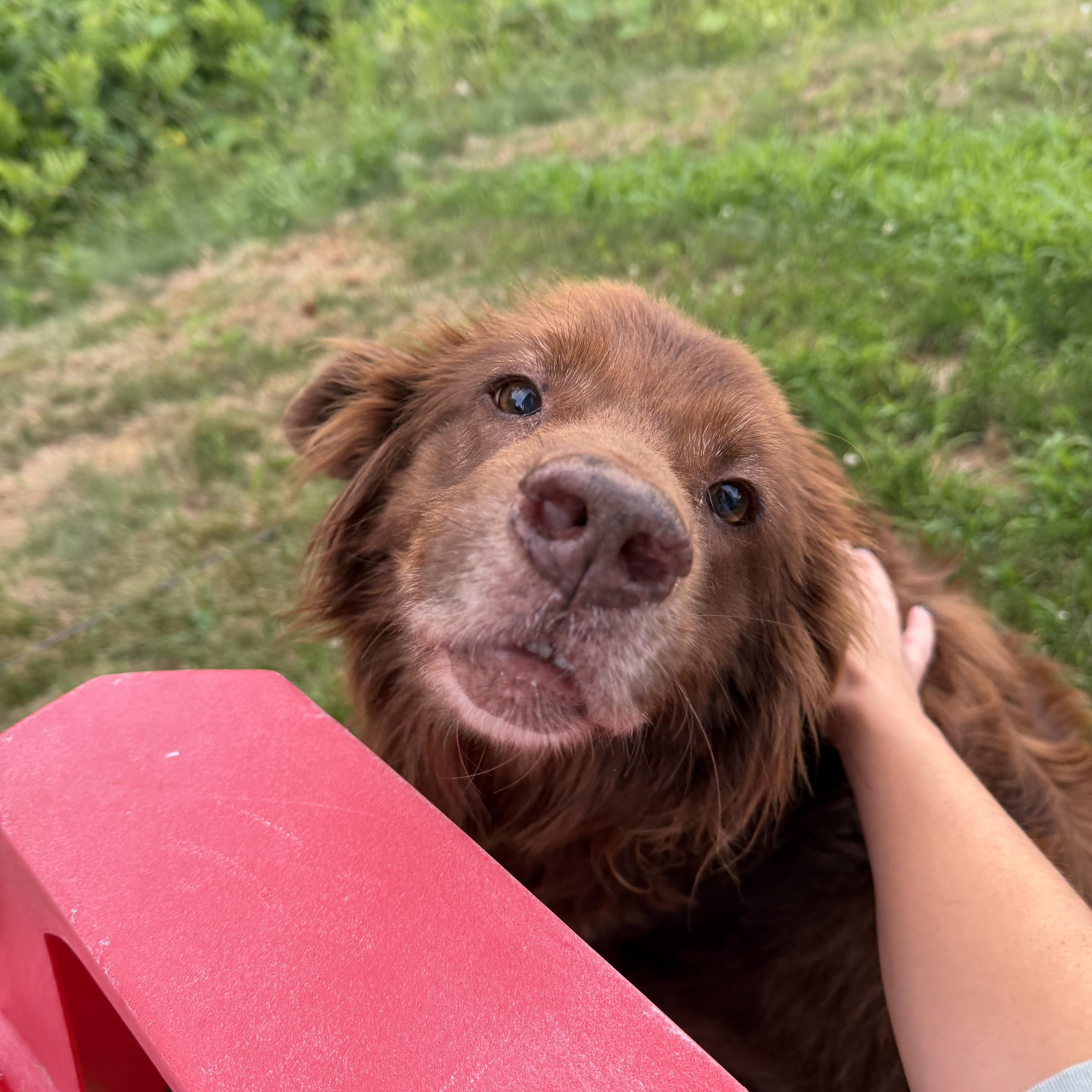 Enlarge AUTUMN, a ADOPTABLE mixed breed in Kennebunk , ME image 3/6