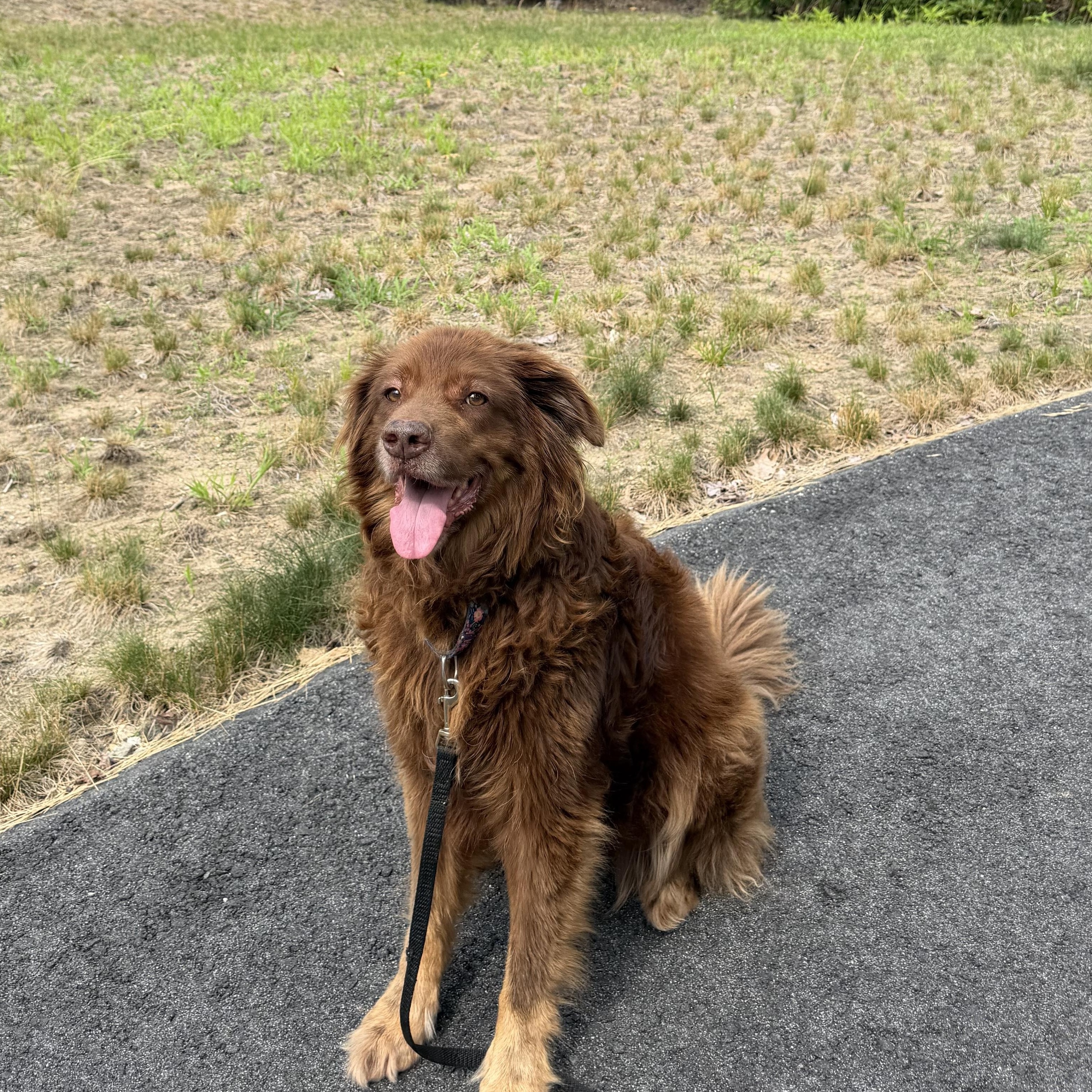 Enlarge AUTUMN, a ADOPTABLE mixed breed in Kennebunk , ME image 5/6