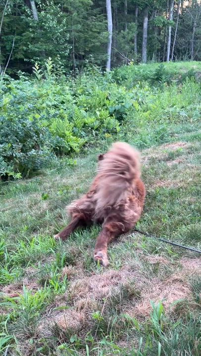 Enlarge AUTUMN, a ADOPTABLE mixed breed in Kennebunk , ME video 6/6