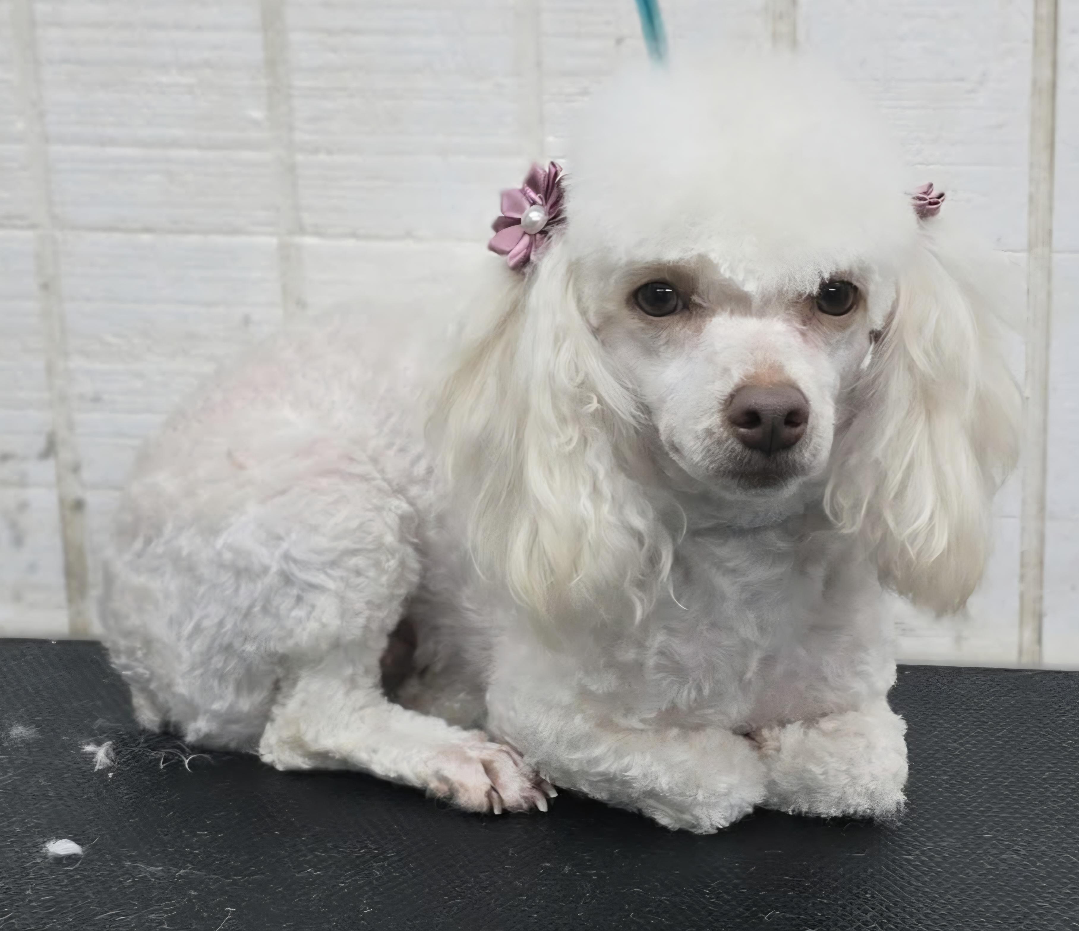 Enlarge Lillie, an adopted Poodle (Toy) in Wheelersburg, OH image 3/4