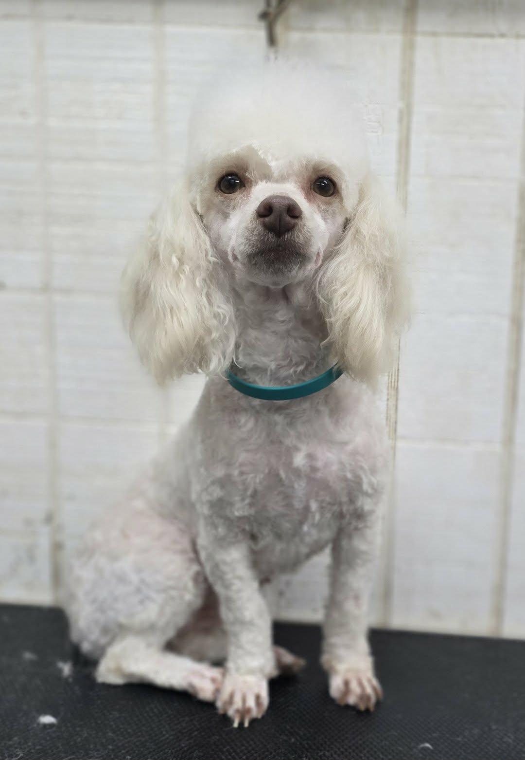 Enlarge Lillie, an adopted Poodle (Toy) in Wheelersburg, OH image 4/4