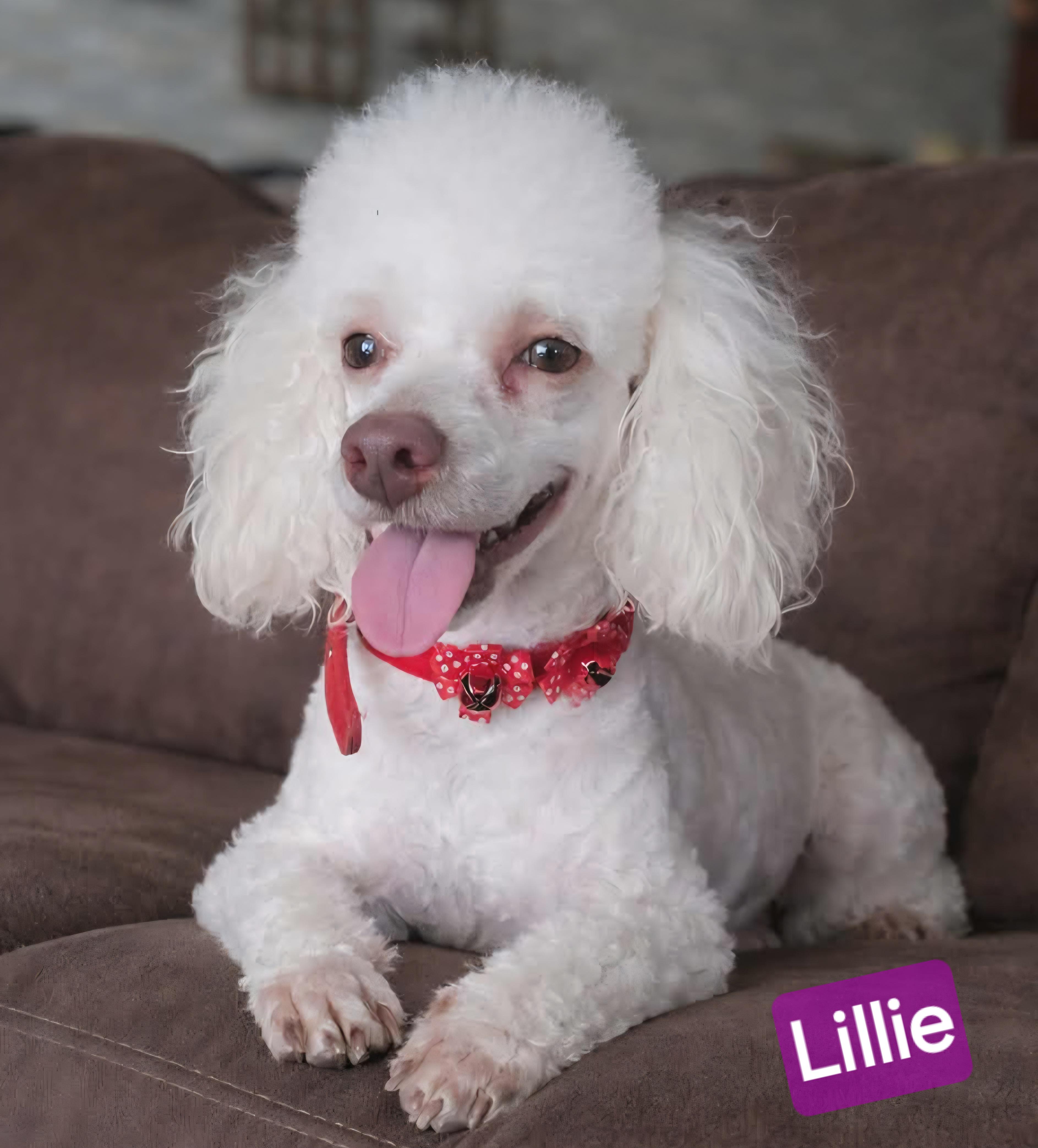 Enlarge Lillie, an adopted Poodle (Toy) in Wheelersburg, OH image 2/4
