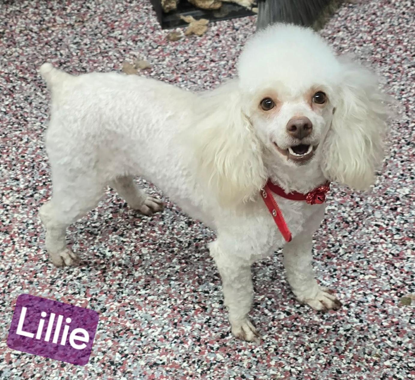 Enlarge Lillie, an adopted Poodle (Toy) in Wheelersburg, OH image 1/4