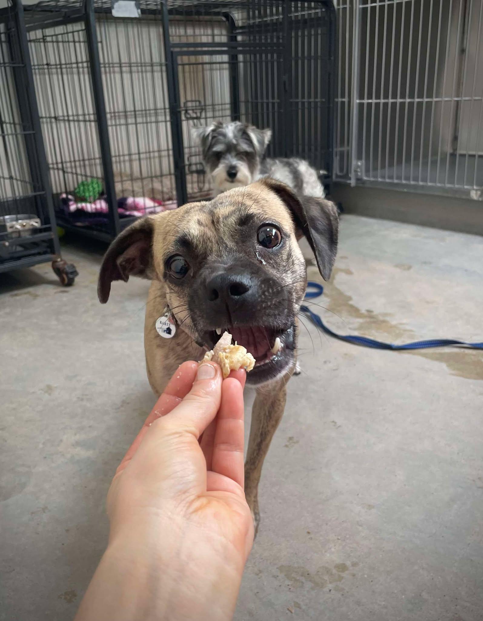 Matilda, a Adoptable Chihuahua in Phoenix, AZ image 4/6