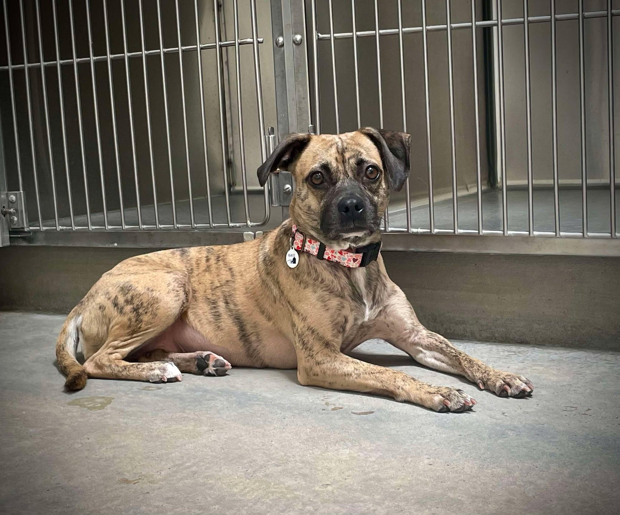 Matilda, Adoptable, Young Female Chihuahua.