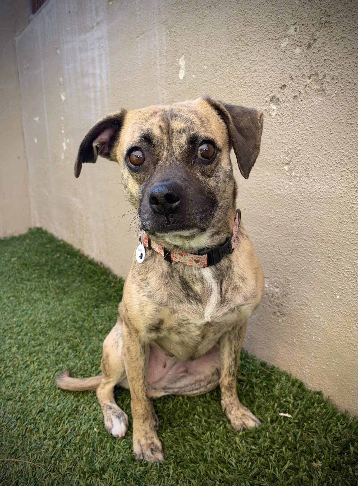 Matilda, Adoptable, Young Female Pug & Pit Bull Terrier.