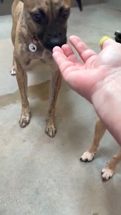 Enlarge Matilda, a Adoptable Chihuahua in Phoenix, AZ video 5/6