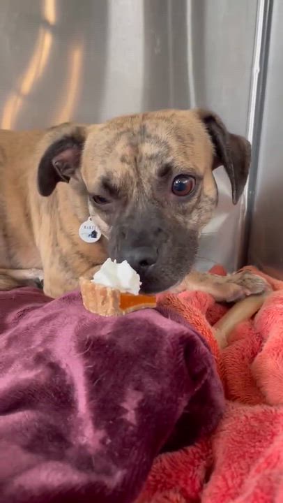 Enlarge Matilda, a Adoptable Chihuahua in Phoenix, AZ video 6/6