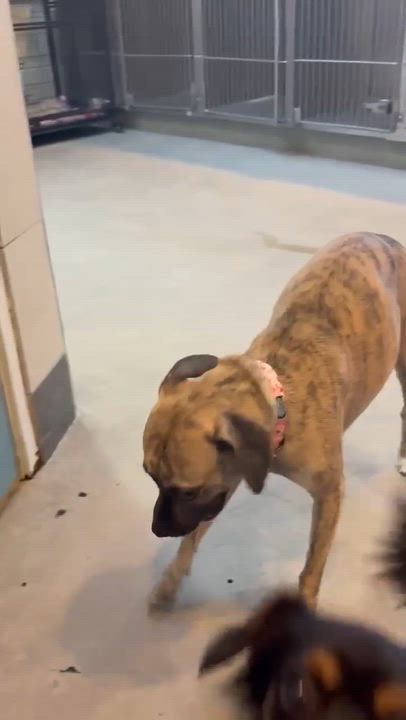 Enlarge Matilda, a Adoptable Chihuahua in Phoenix, AZ video 6/6