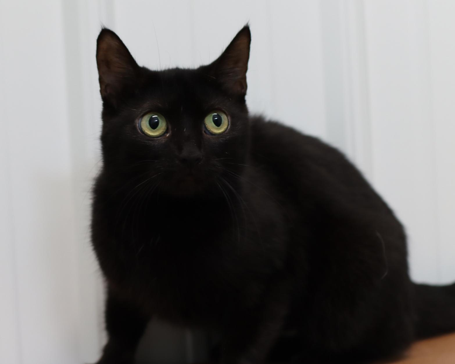 Pippa