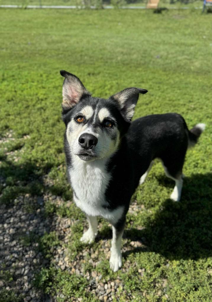 Duke, Adoptable, Adult Male Siberian Husky.