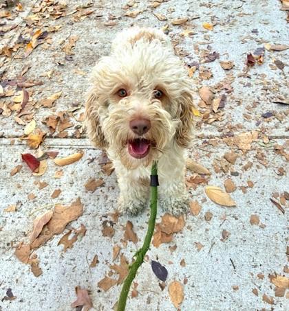 Snow White, Adopted, Young Female English Cocker Spaniel & Poodle.