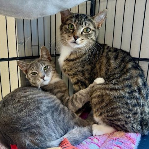 Judy, Adoptable, Kitten Female Domestic Short Hair.