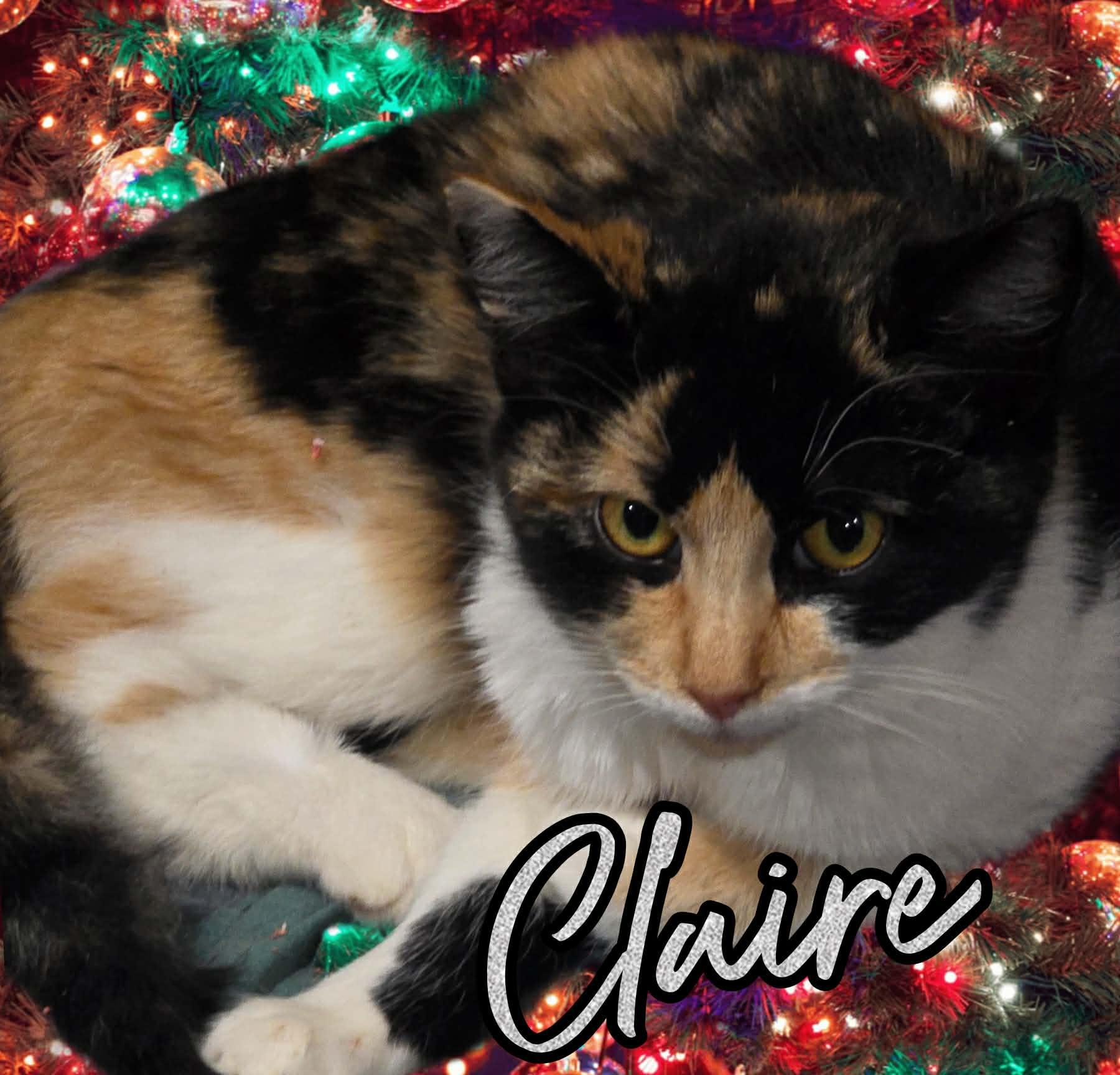 Claire, ADOPTABLE, Young Female Domestic Medium Hair.