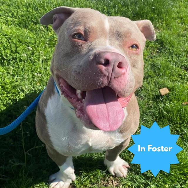 BUDDY, Adoptable, Adult Male Pit Bull Terrier & Mixed Breed.