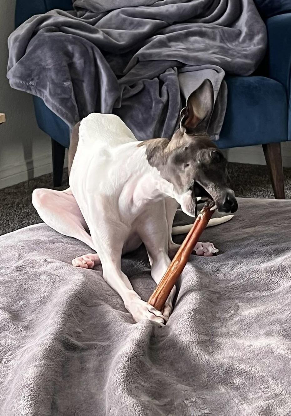 Enlarge Juniper, a Adoptable Italian Greyhound in Las Vegas, NV image 2/4