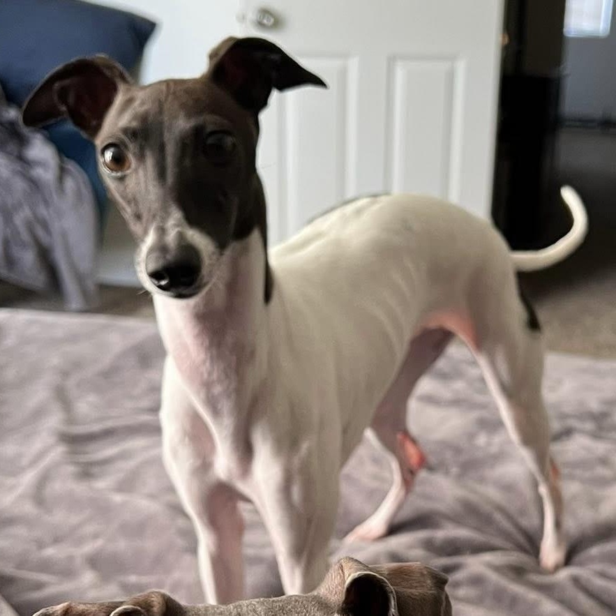 Juniper, Adoptable, Young Female Italian Greyhound.