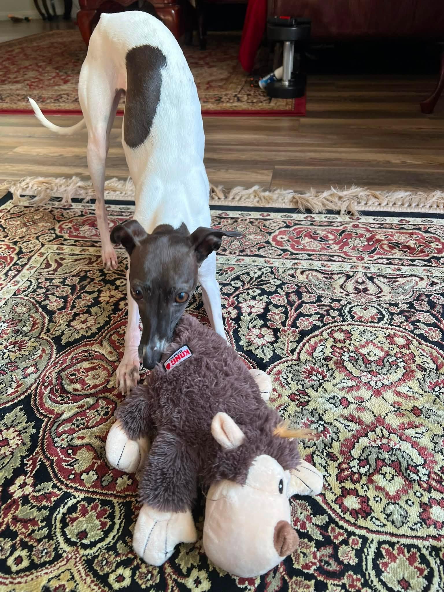 Enlarge Juniper, a Adoptable Italian Greyhound in Las Vegas, NV image 4/4