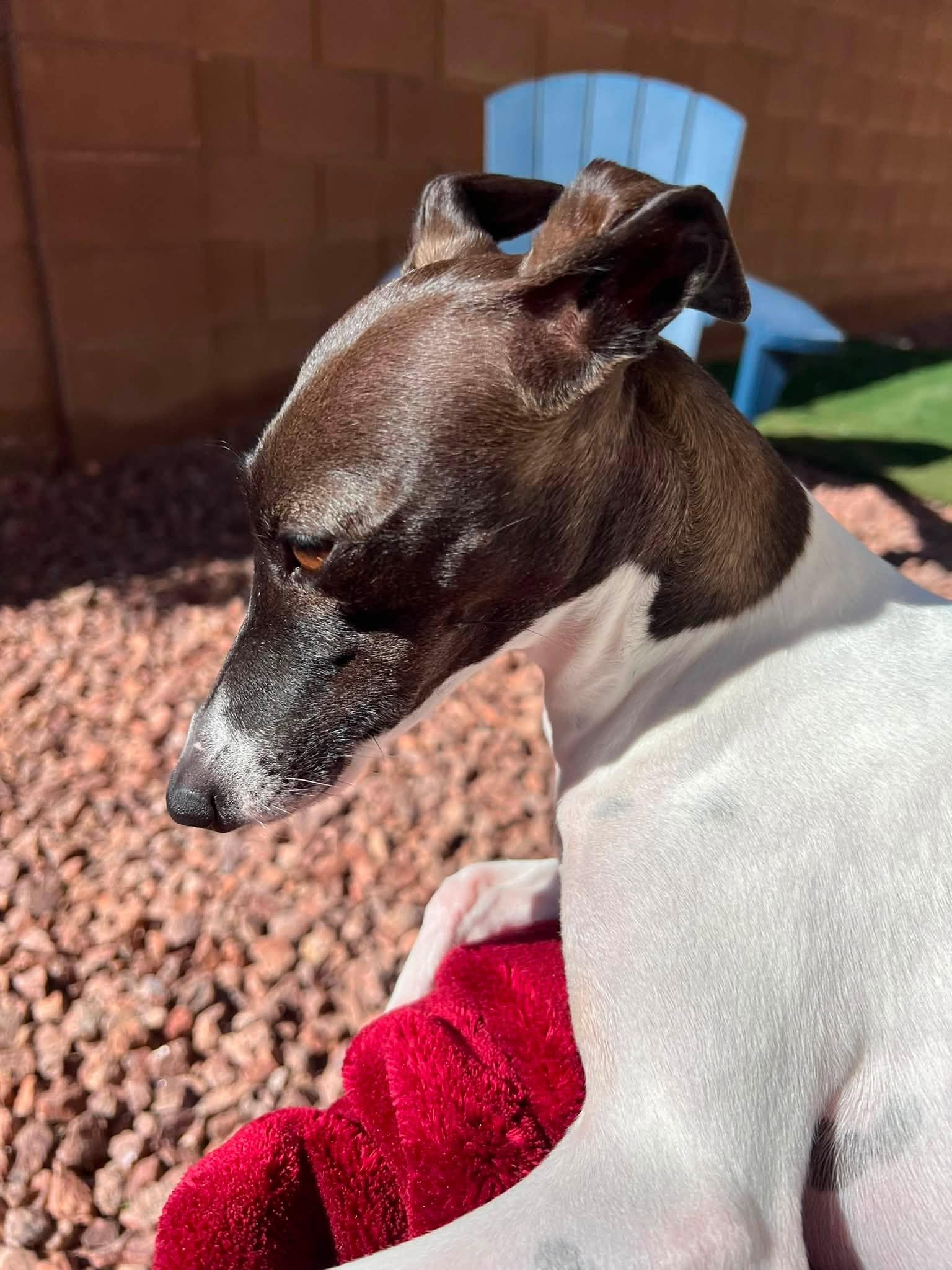 Enlarge Juniper, a Adoptable Italian Greyhound in Las Vegas, NV image 3/4