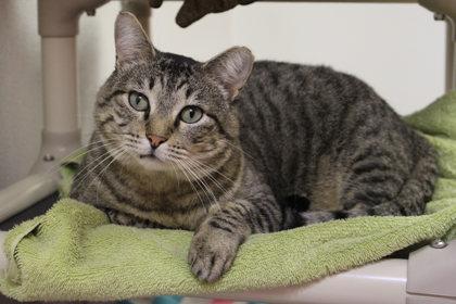 Sugar Ray, a Adoptable Domestic Short Hair in Kansas City, MO image 1/2