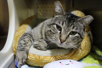 Sugar Ray, a Adoptable Domestic Short Hair in Kansas City, MO image 2/2