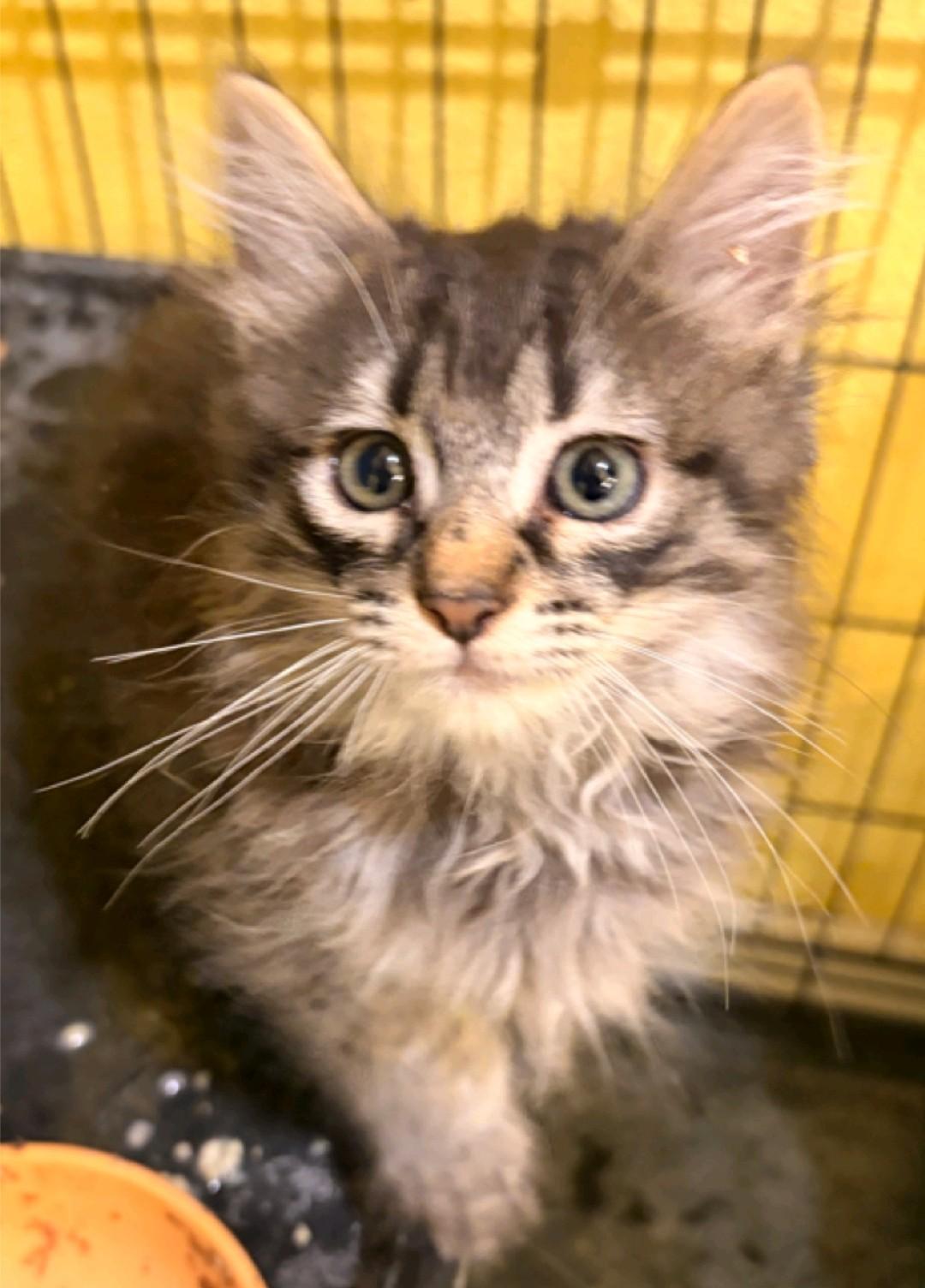 Enlarge Pollywog, a Adoptable Domestic Medium Hair in Reno, NV image 1/2