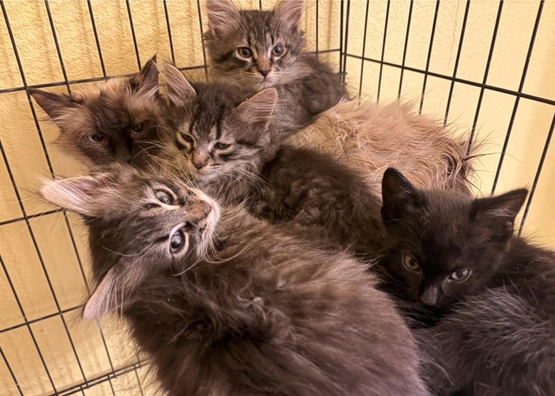 Enlarge Pollywog, a Adoptable Domestic Medium Hair in Reno, NV image 2/2