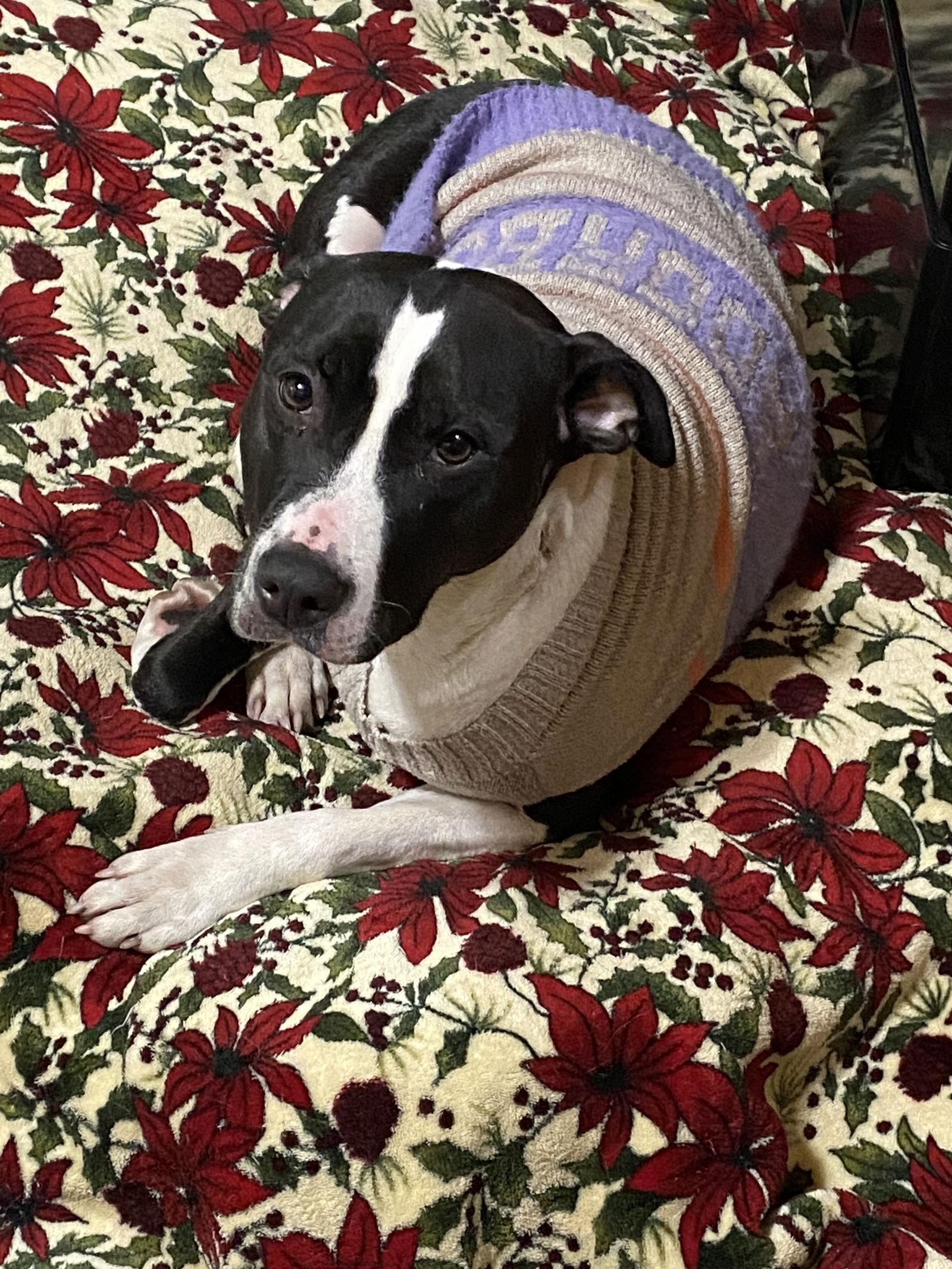 Faye, Adoptable, Adult Female Pit Bull Terrier.