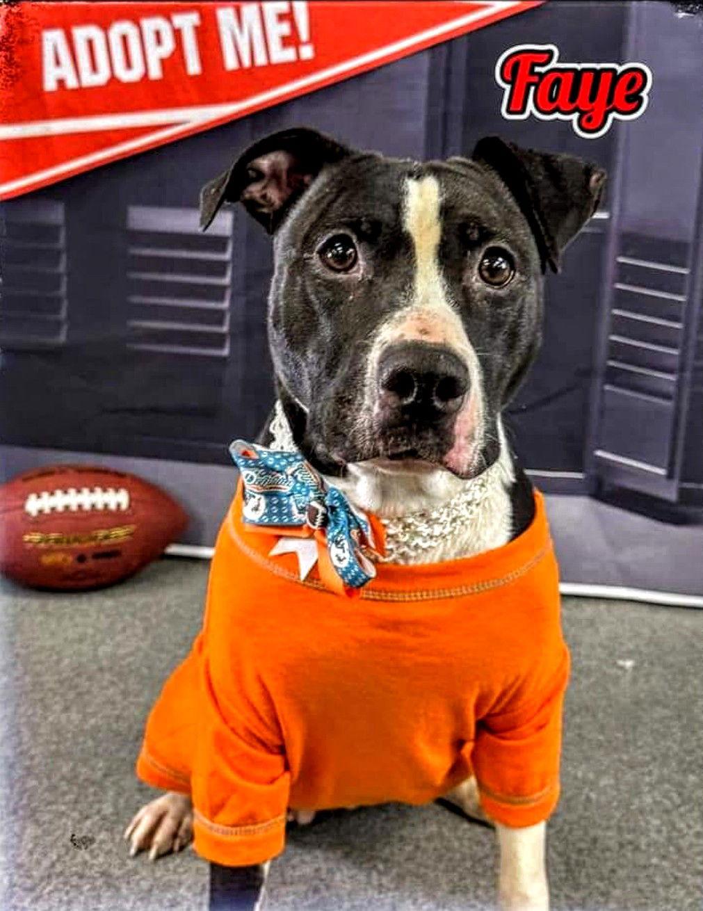 Faye, a Adoptable Pit Bull Terrier in Livonia, MI image 2/3