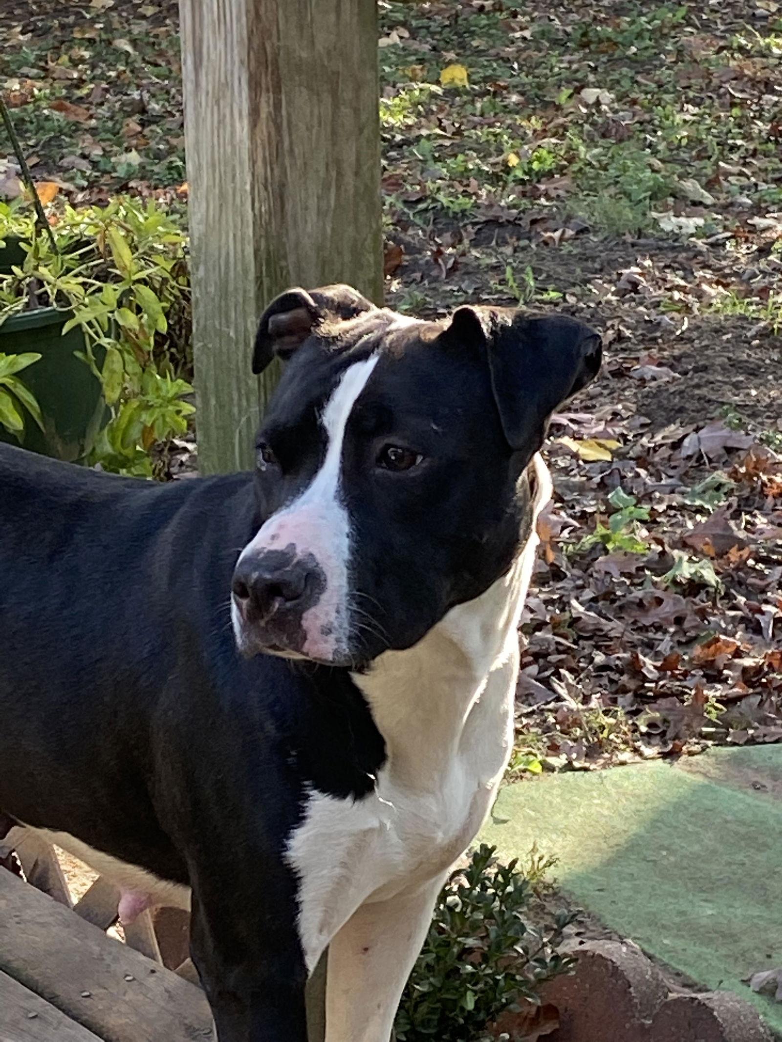 Faye, a Adoptable Pit Bull Terrier in Livonia, MI image 3/3