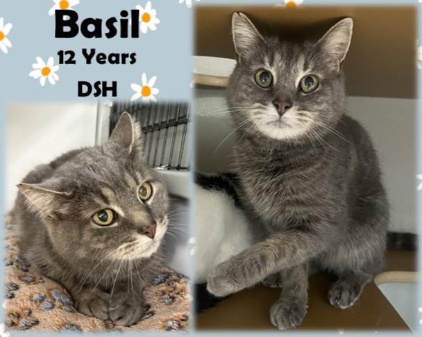 Basil , ADOPTABLE, Senior Male Domestic Short Hair.