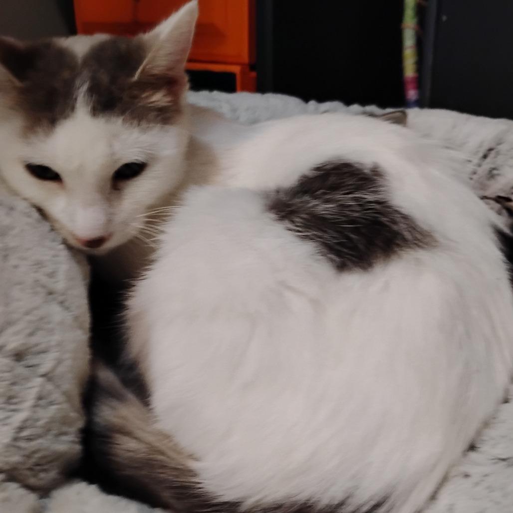 Lightning, Adoptable, Adult Female Domestic Short Hair.