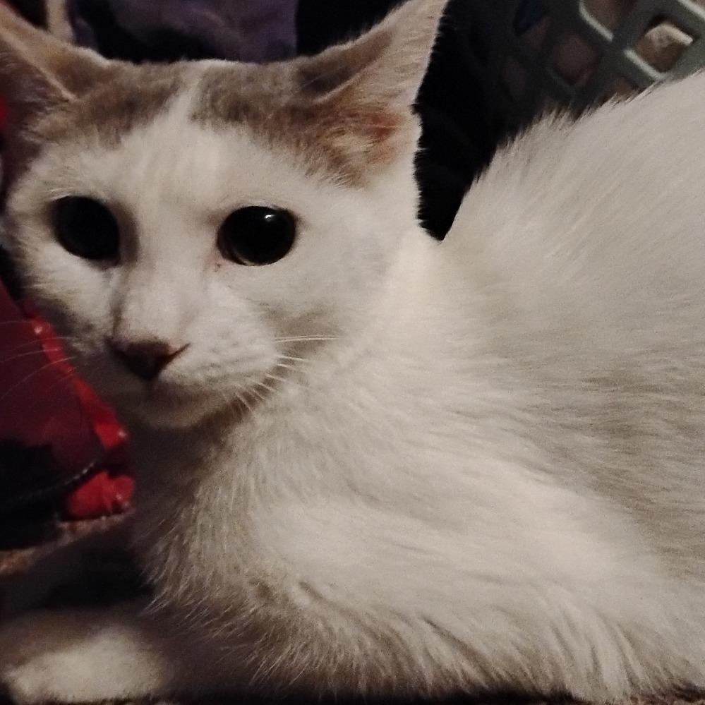 Lightning, a Adoptable Domestic Short Hair in Crookston, MN image 2/4