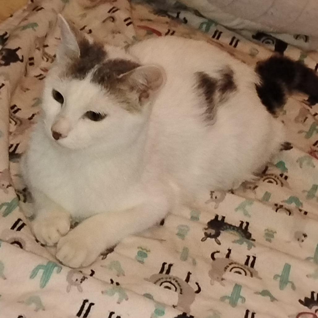 Lightning, a Adoptable Domestic Short Hair in Crookston, MN image 3/4