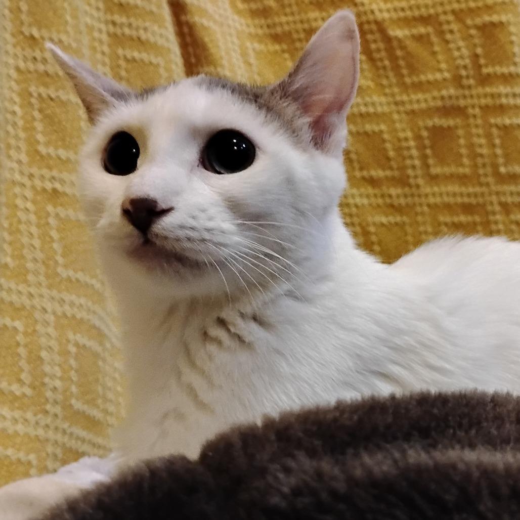 Lightning, a Adoptable Domestic Short Hair in Crookston, MN image 4/4