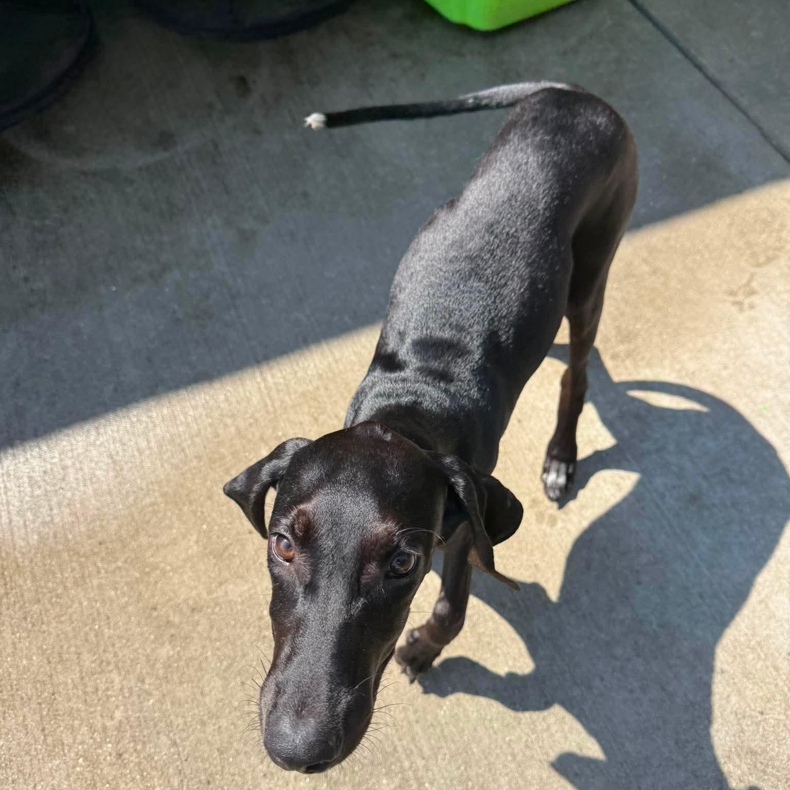Carrot, a ADOPTABLE mixed breed in Wando, SC image 5/5