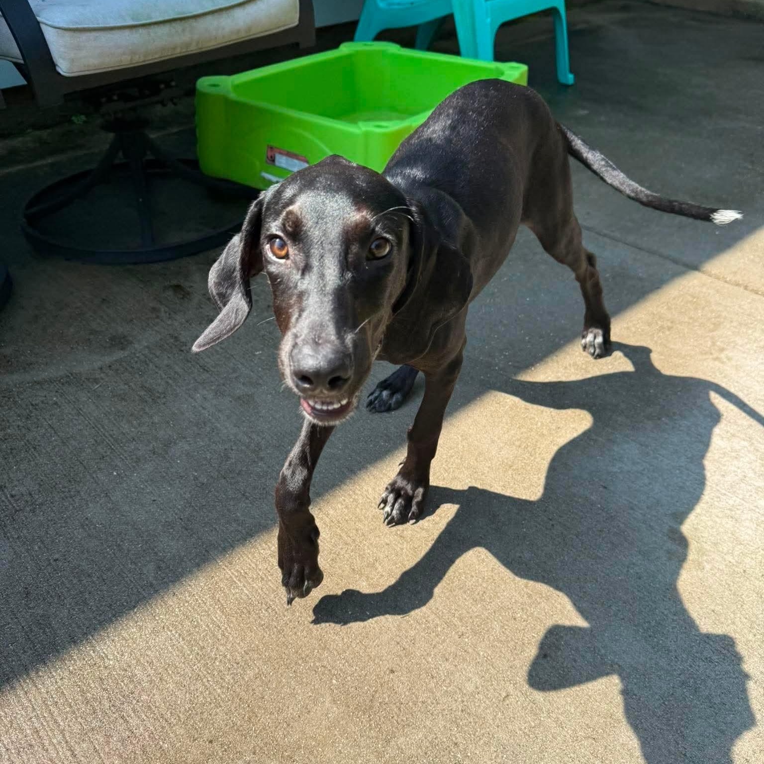 Carrot, a ADOPTABLE mixed breed in Wando, SC image 4/5