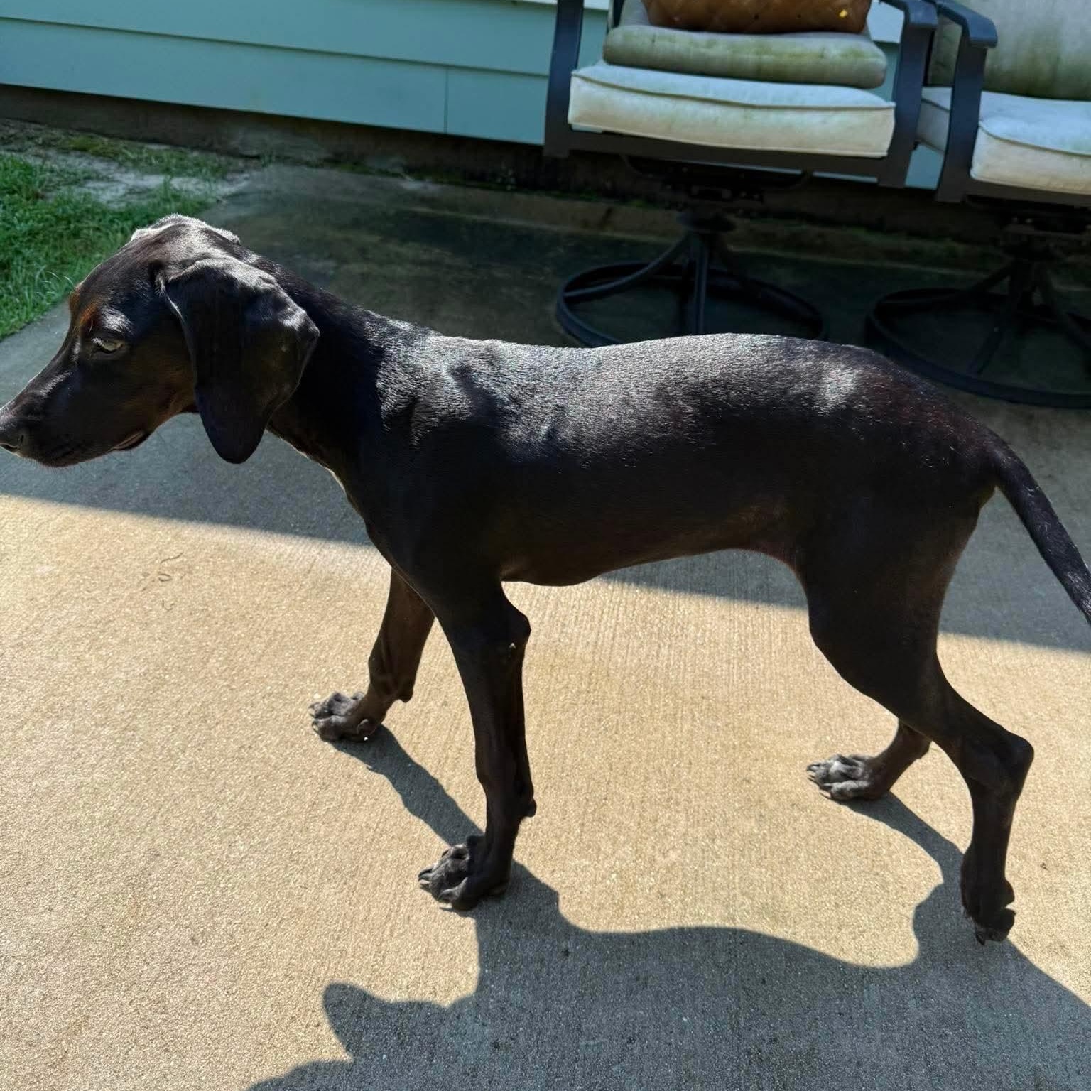 Carrot, a ADOPTABLE mixed breed in Wando, SC image 3/5