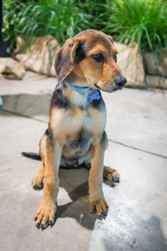 Apollo, Adopted, Young Male Black and Tan Coonhound & Doberman Pinscher.
