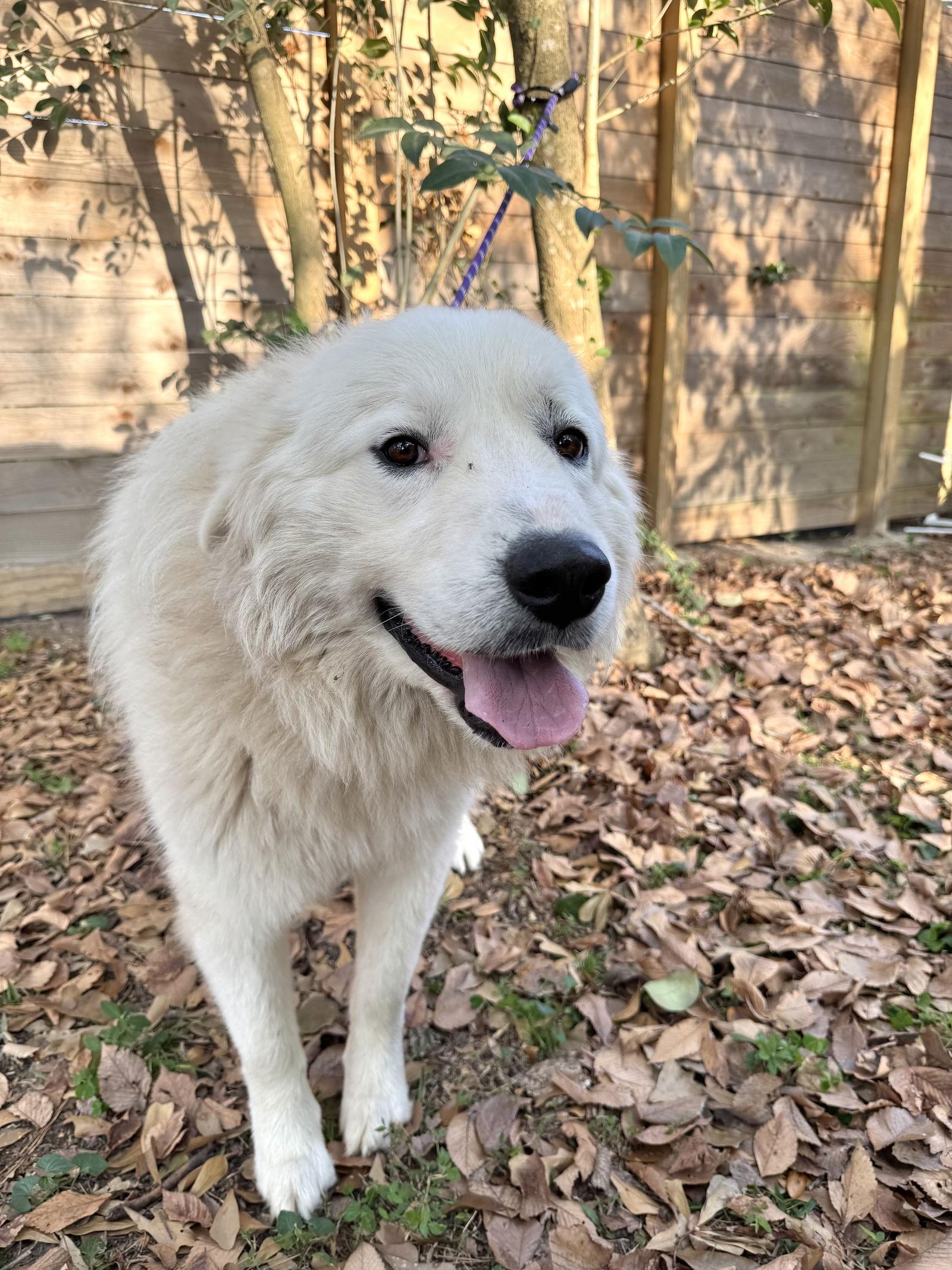 Ivan, a Adoptable Great Pyrenees in Michigan City, IN image 3/6