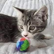 Arya, Adoptable, Young Female Tabby.