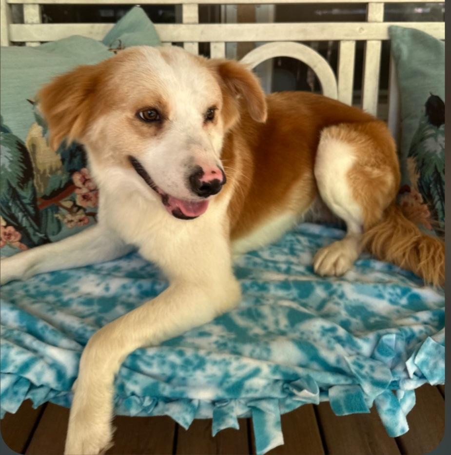 Enlarge Bobby, an adopted mixed breed in Albany, NY image 2/4