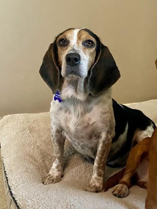 Enlarge Dorothy, a Adopted Beagle in Valley Cottage, NY image 1/6